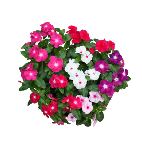 Periwinkle (长春花)