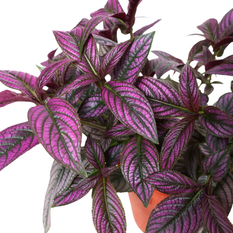 Persian Shield