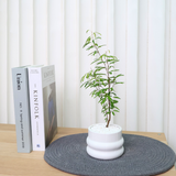 Persian Silk Tree in Ceramic Pot