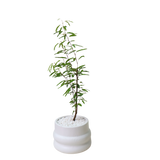 Persian Silk Tree in Ceramic Pot