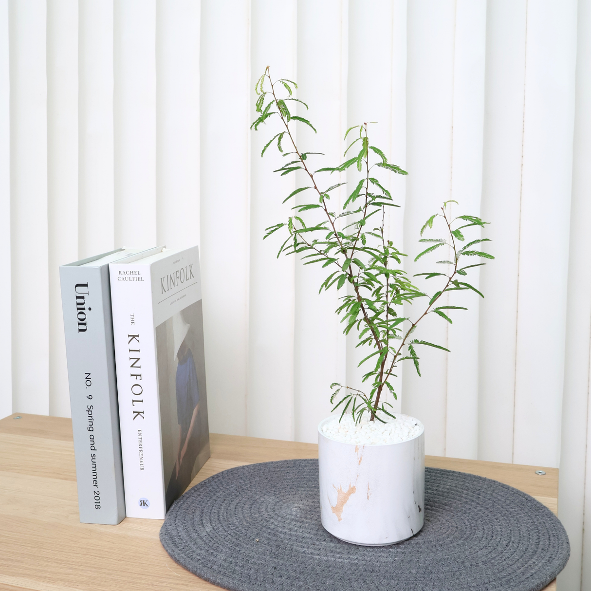 Persian Silk Tree in Ceramic Pot