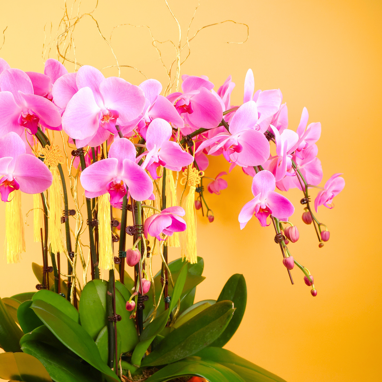 Petals Harmony (10 Single Stalks) - Orchid Phalaenopsis