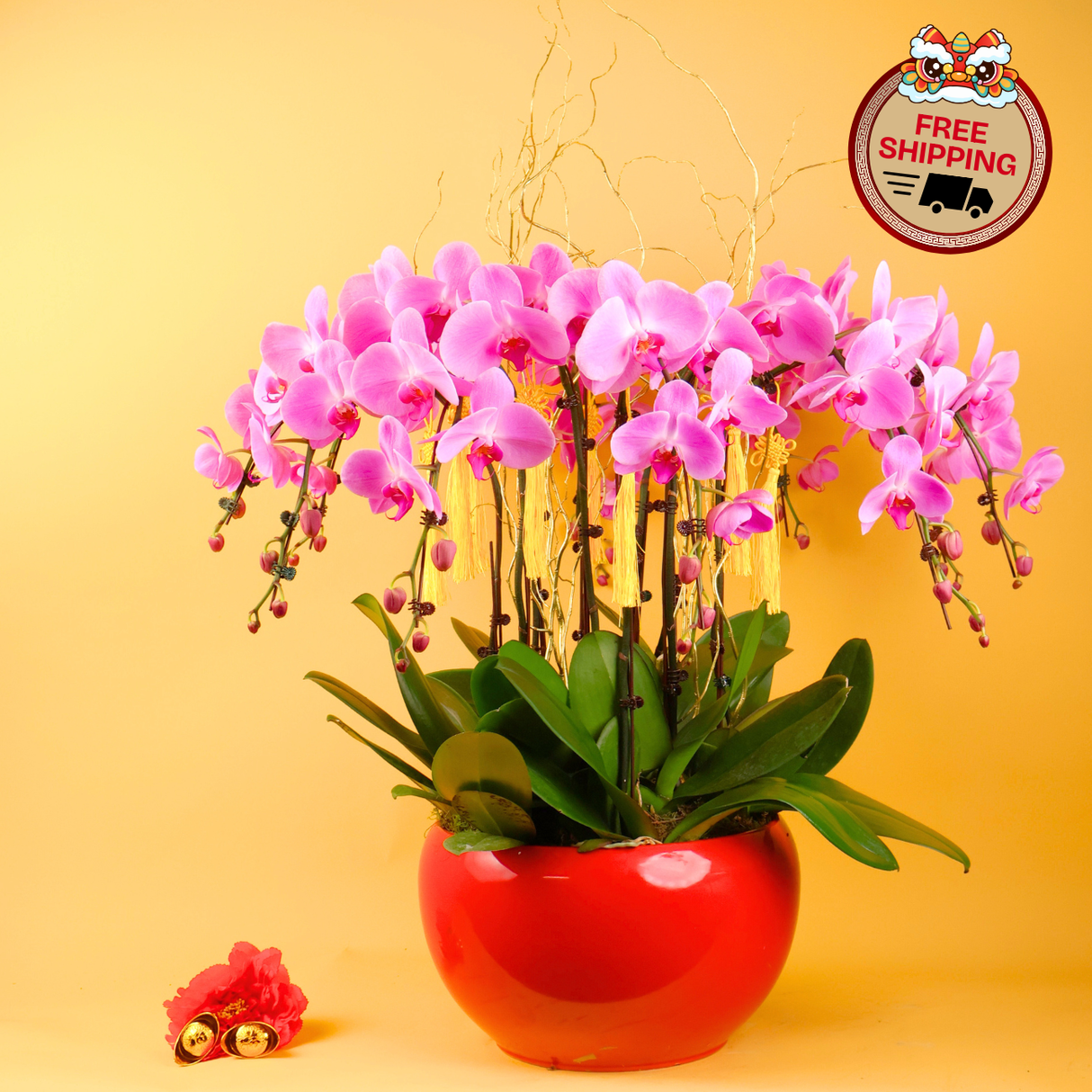 Petals Harmony (10 Single Stalks) - Orchid Phalaenopsis