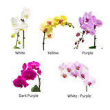 Petals Harmony (10 Single Stalks) - Orchid Phalaenopsis