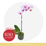 Phalaenopsis Subscription