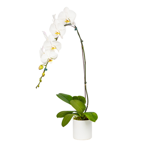 Phalaenopsis Orchid in Ceramic Pot (1 Single Stem)