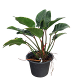 Philodendron Red Congo (1m)