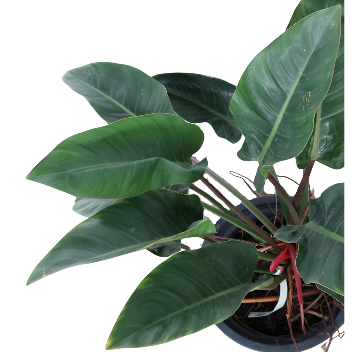 Philodendron Red Congo in Ceramic Pot (1m)