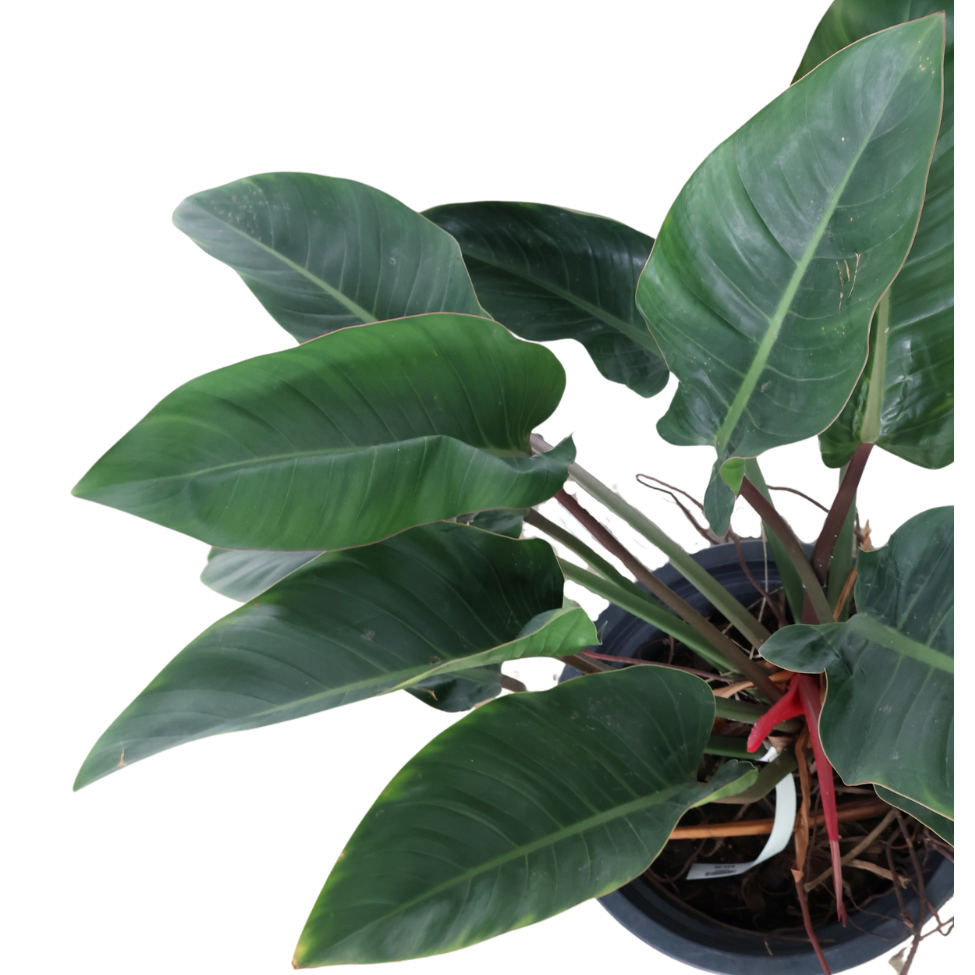 Philodendron Red Congo (1m)