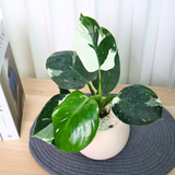 Philodendron White Princess in Ceramic Pot