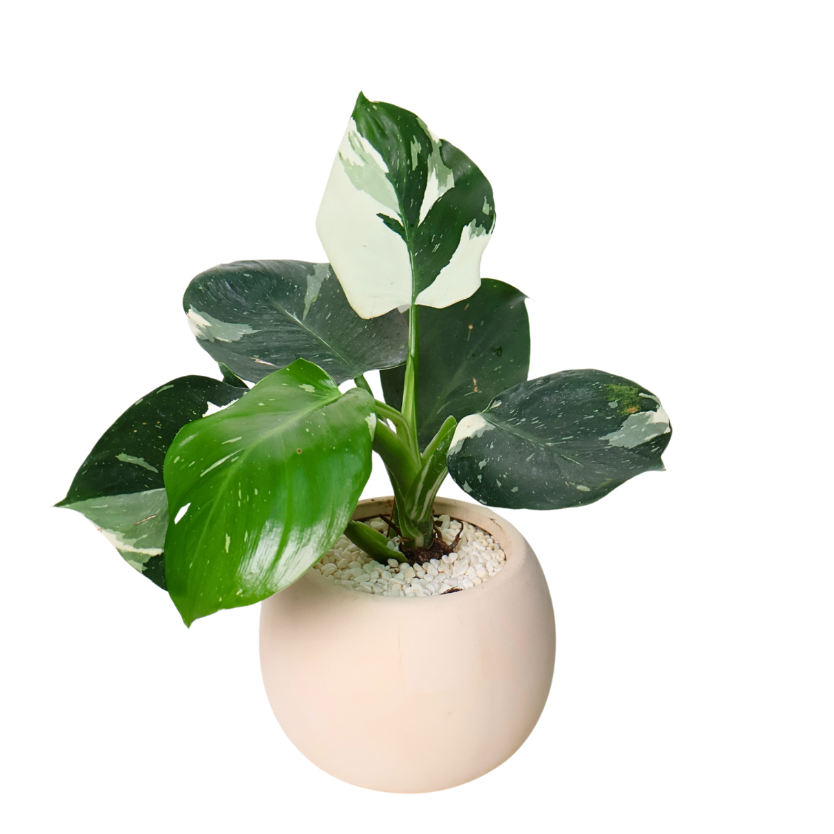 Philodendron White Princess in Ceramic Pot