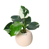 Philodendron White Princess in Ceramic Pot