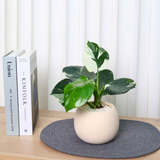 Philodendron White Princess in Ceramic Pot