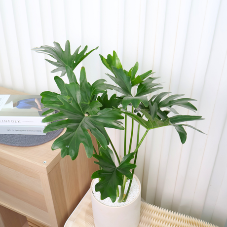 Philodendron Xanadu in Ceramic Pot