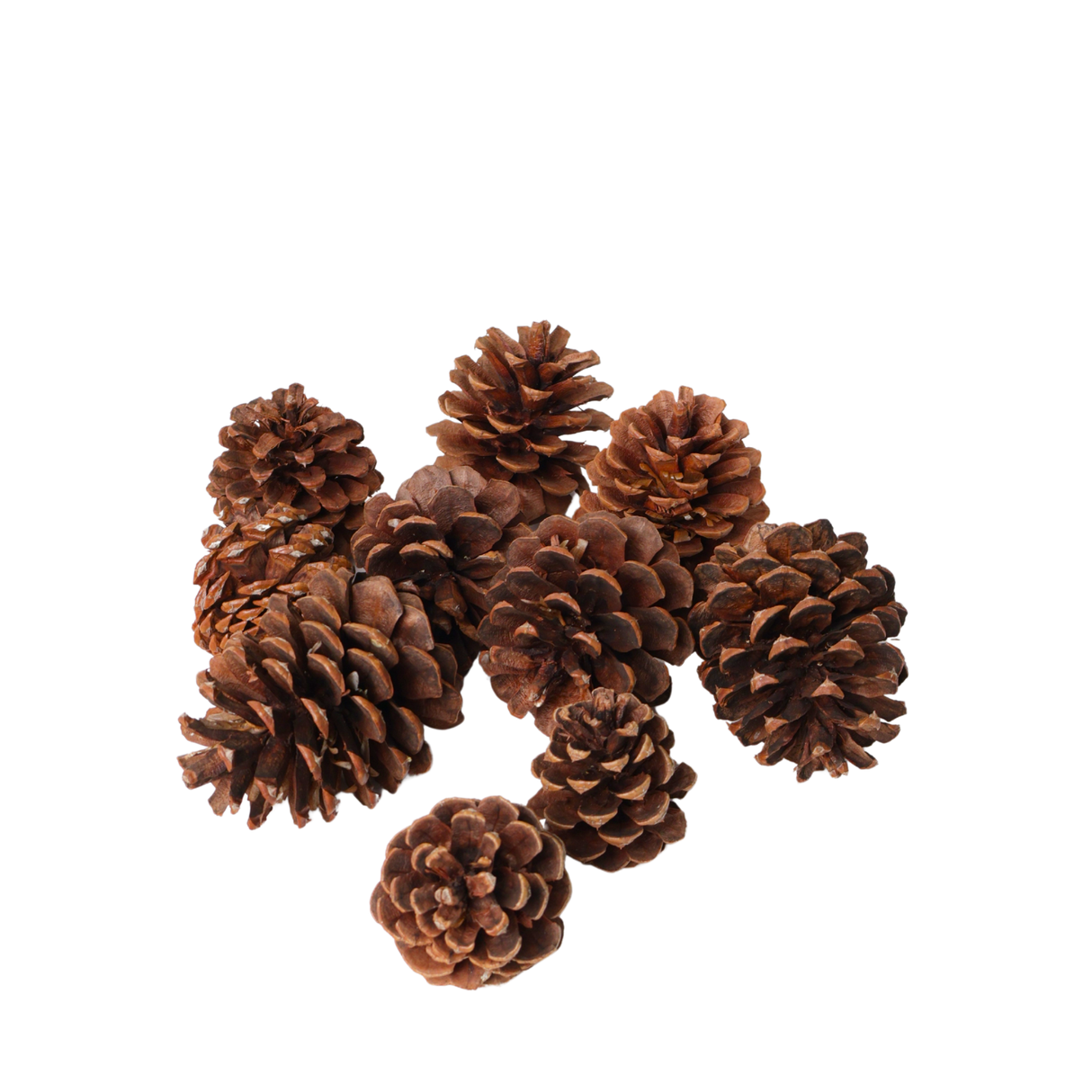 Pinecones  (10pcs)