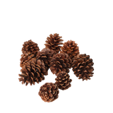 Pinecones  (10pcs)