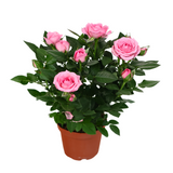 Mini Rose Plant 10.5cm Pot