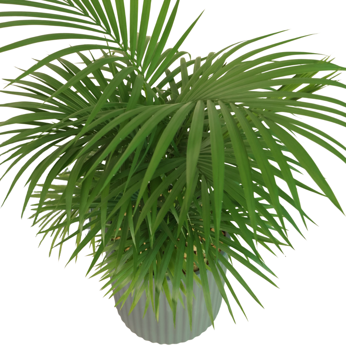 Kentia Palm (Howea forsteriana) in Ceramic Pot