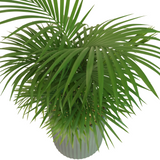 Kentia Palm (Howea forsteriana) in Ceramic Pot