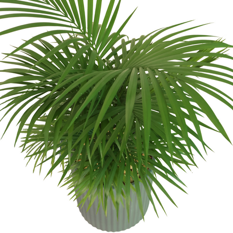 Kentia Palm (Howea forsteriana) in Ceramic Pot