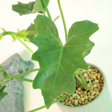 Philodendron Plant in Ceramic Pot