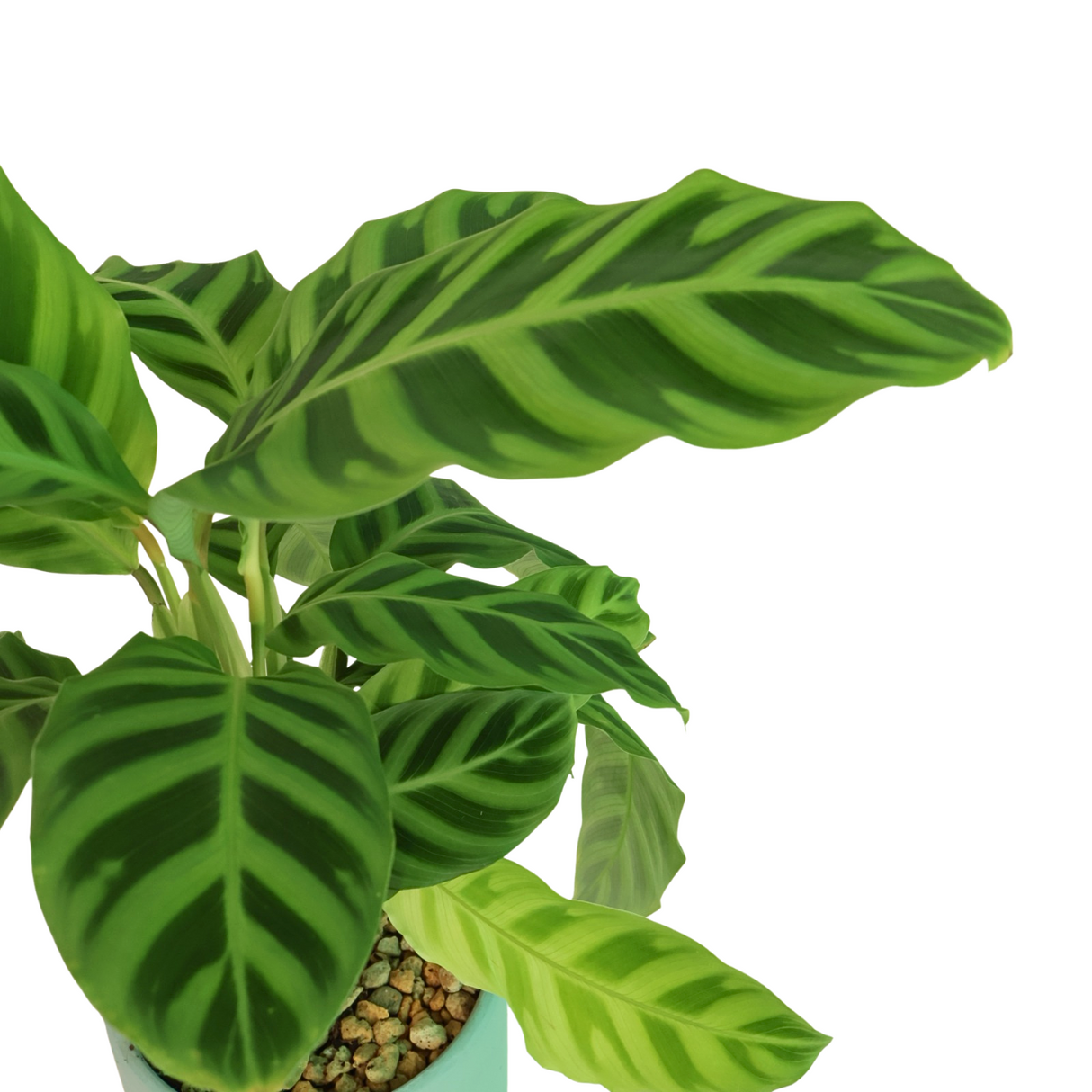 Calathea Zebrina Plant in Ceramic Pot