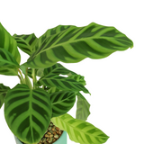 Calathea Zebrina Plant in Ceramic Pot