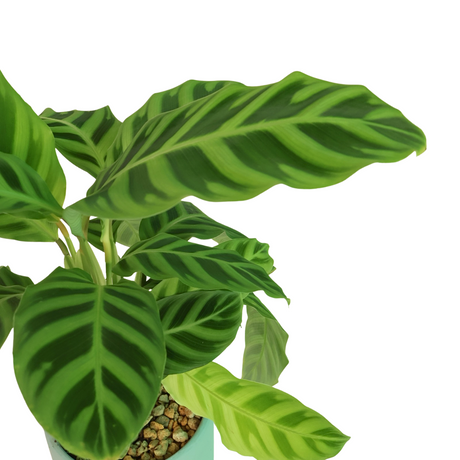 Calathea Zebrina Plant in Ceramic Pot