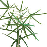 Queensland Bottle Tree Plant in Ceramic Pot