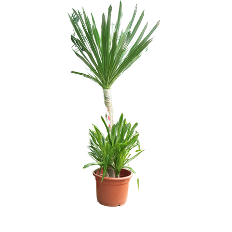 Dracaena Draco (Dragon Tree)