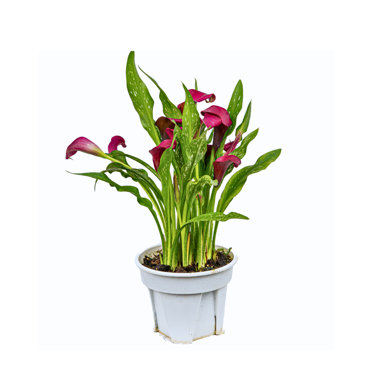 Calla Lily Plant (15cm Pot)