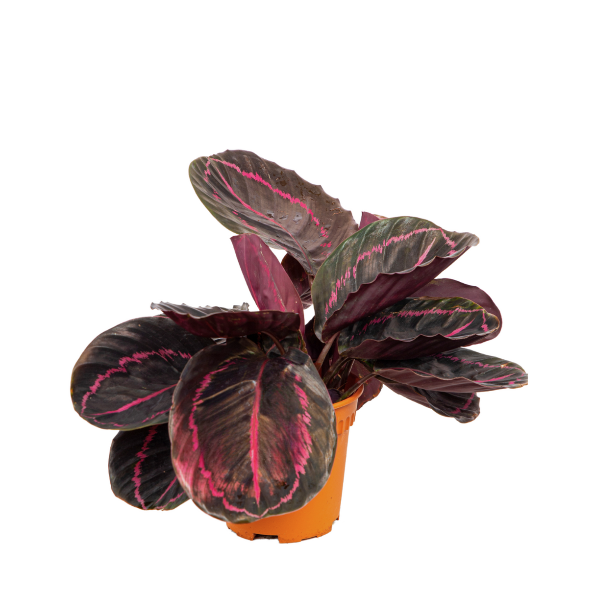 Calathea Dottie