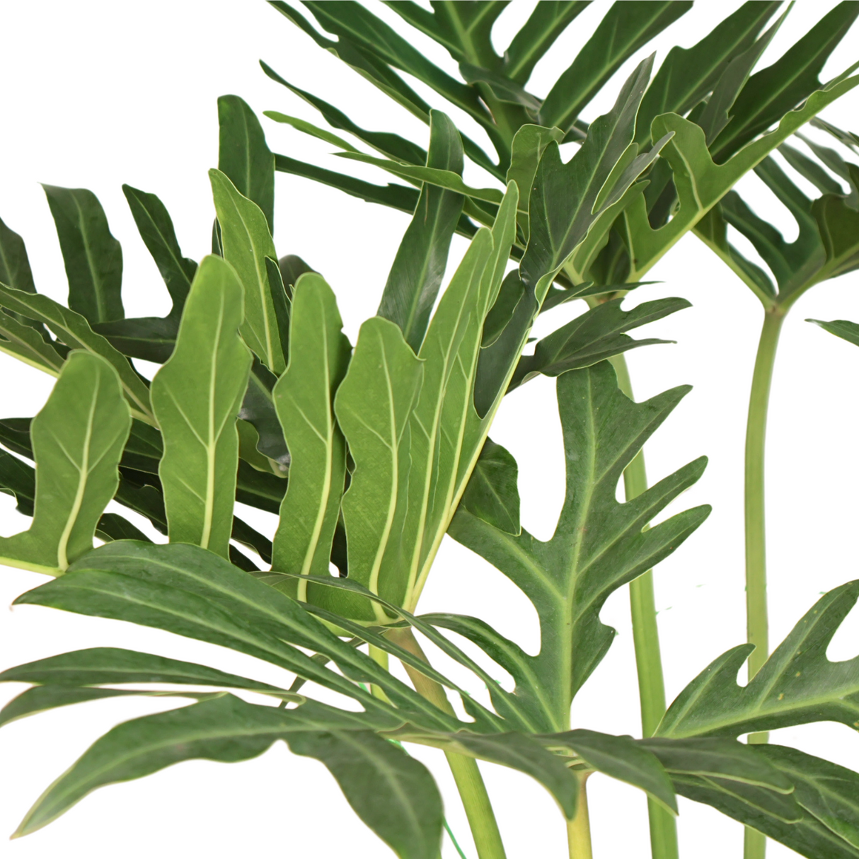 Philodendron in Ceramic Pot