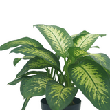 Dieffenbachia Var
