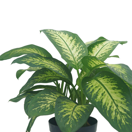Dieffenbachia Var
