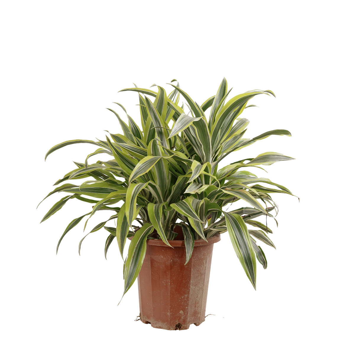 dracaena lily Dracaena Deremensis| JM Flower