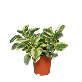 Peperomia Variegated