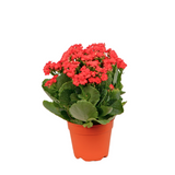 Kalanchoe Plant 10.5cm Pot (Malaysia)