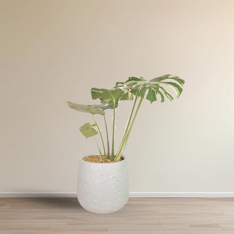 Monstera Thai Constellation Variegated in Ceramic Pot
