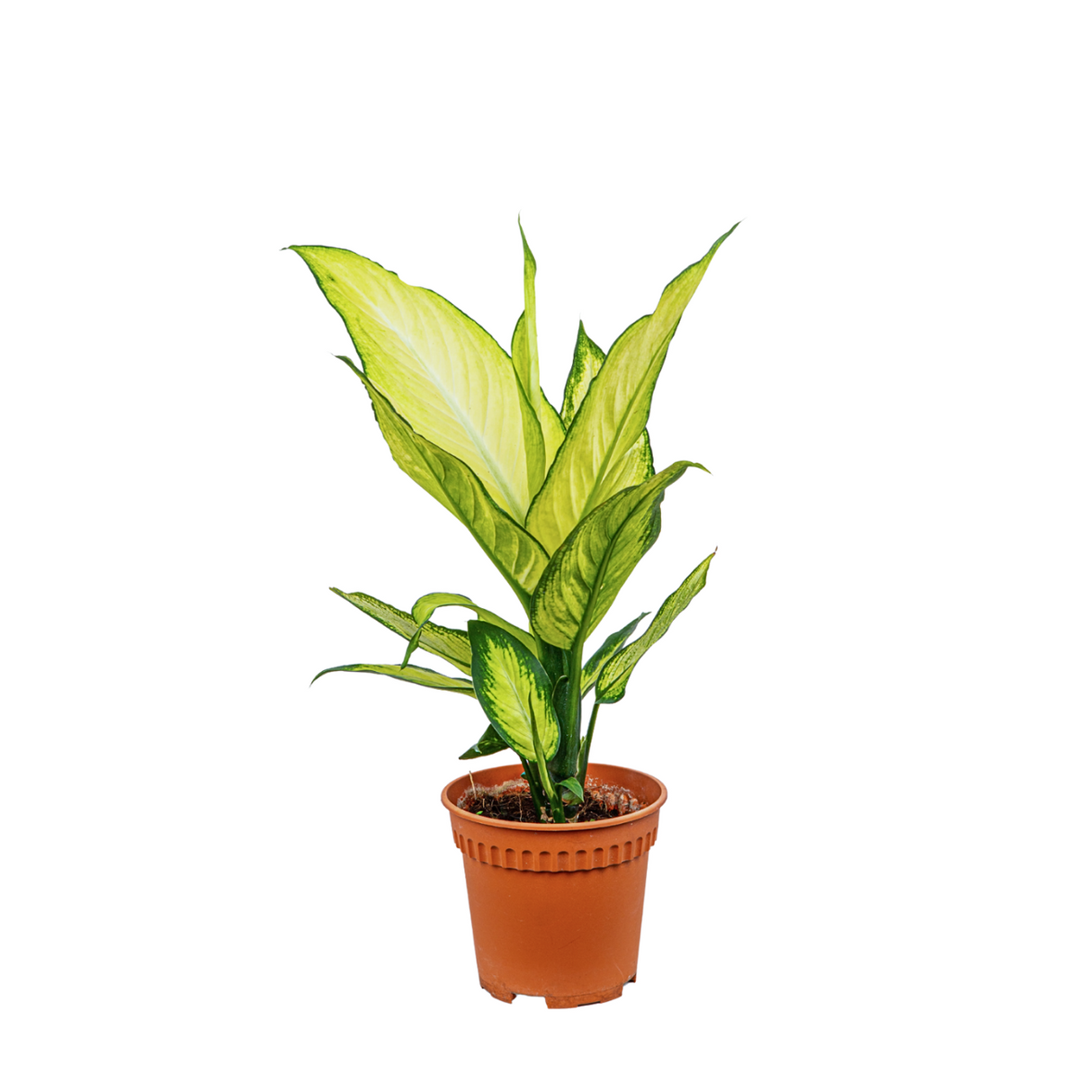 Dieffenbachia Fiji Yellow
