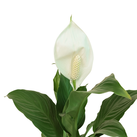 Spathiphyllum (Peace Lily) in Ceramic Pot