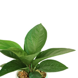 Bird’s Nest Anthurium in Ceramic Pot