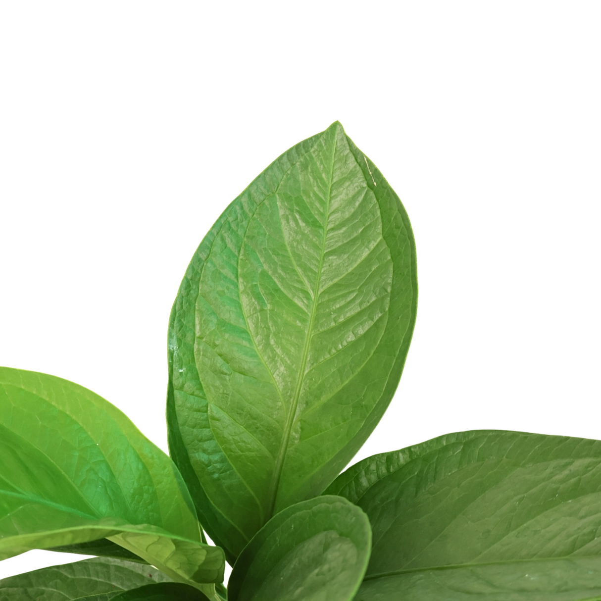 Bird’s Nest Anthurium in Ceramic Pot