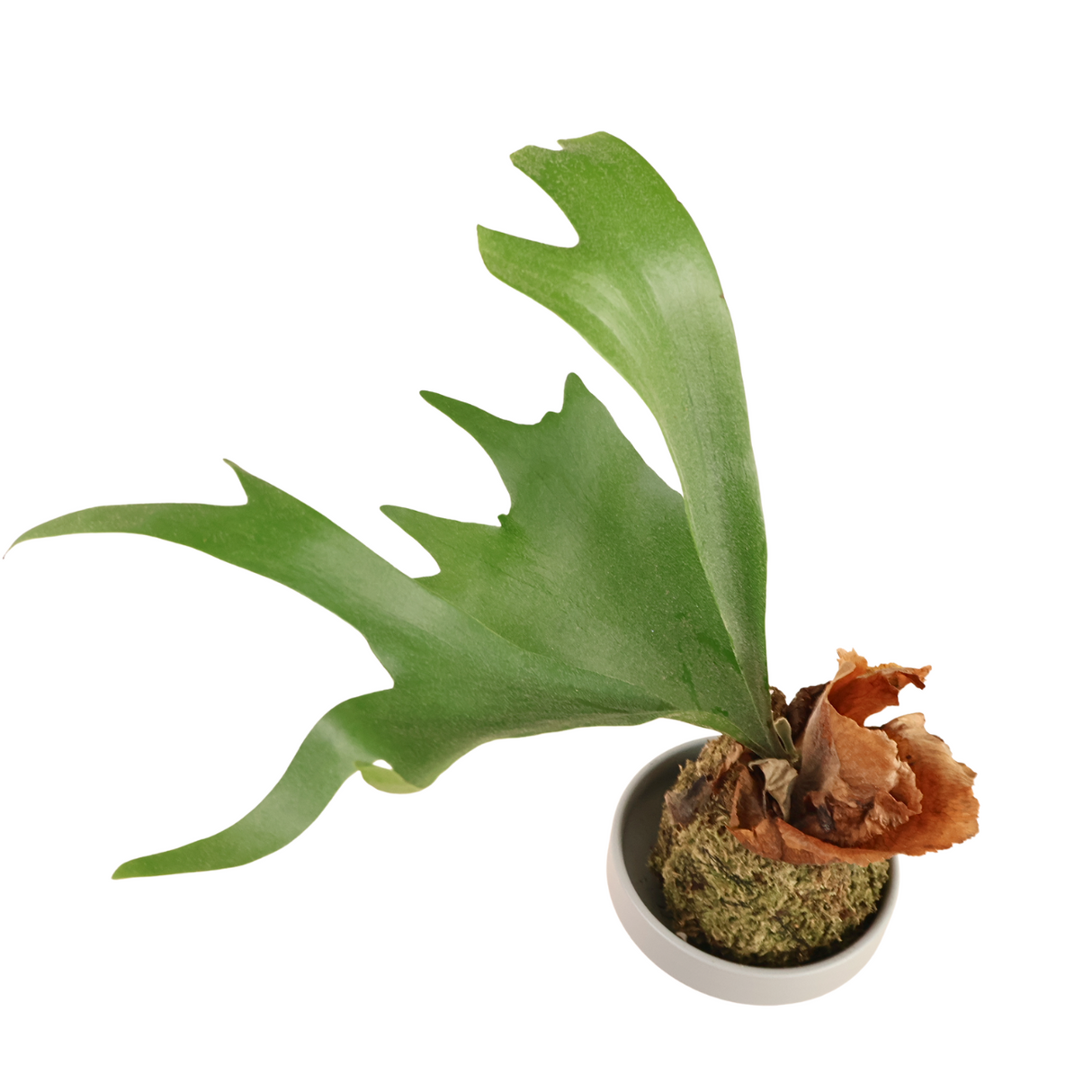 Platycerium Bifurcatum