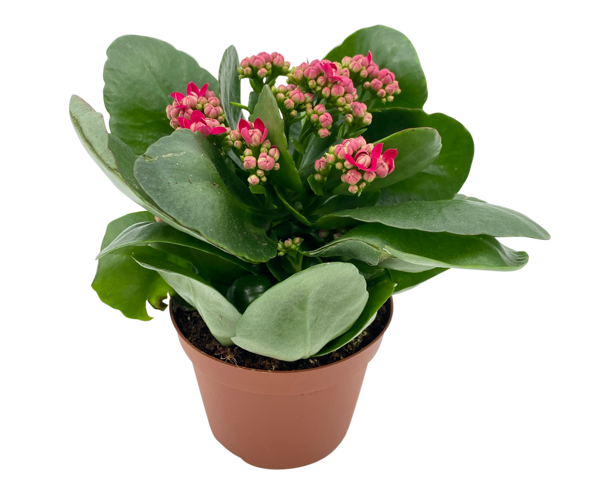 Kalanchoe Plant 10.5cm Pot (Holland)