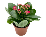 Kalanchoe Plant 10.5cm Pot (Holland)