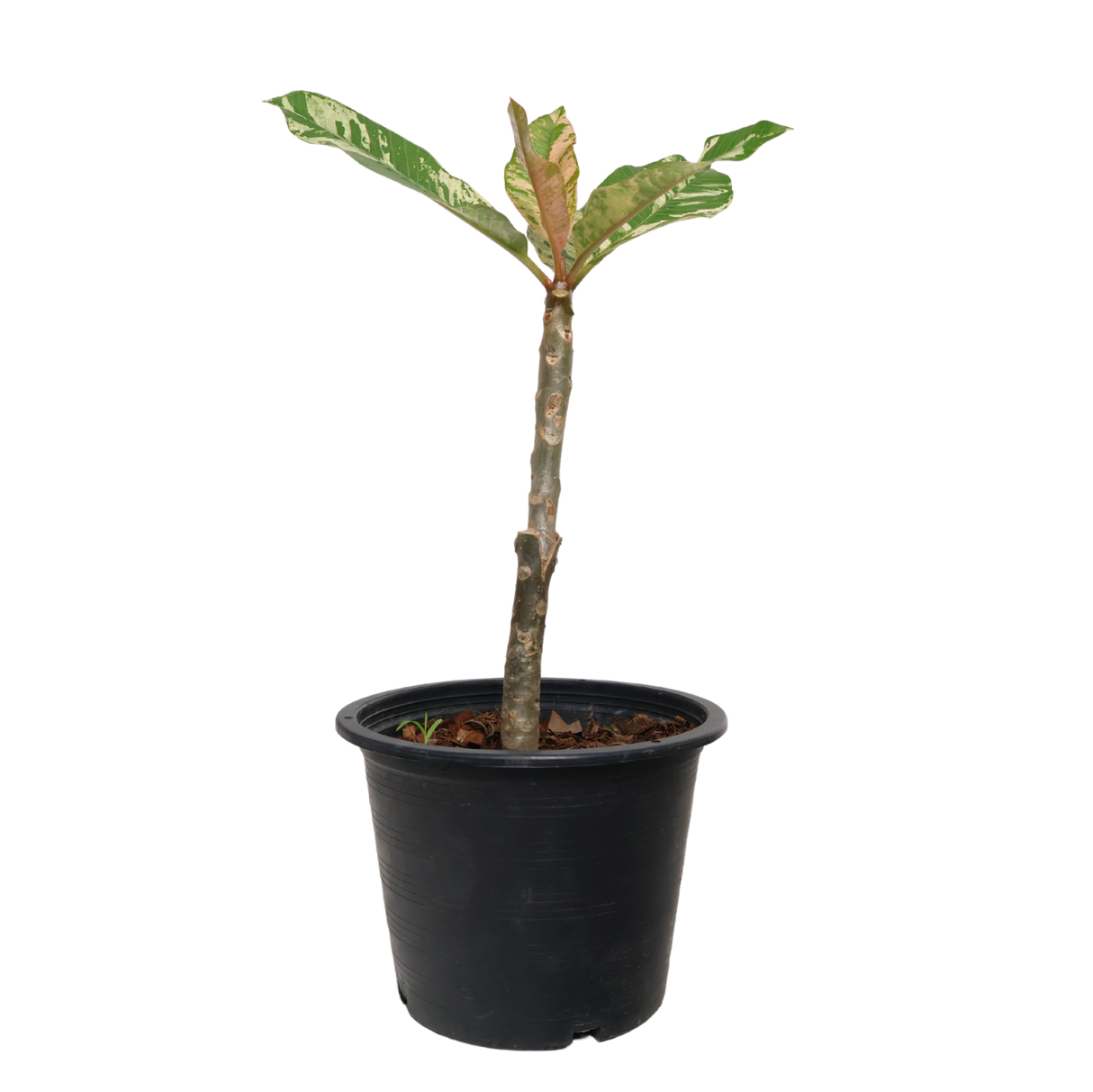 Plumeria Variegated