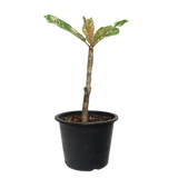 Plumeria Variegated