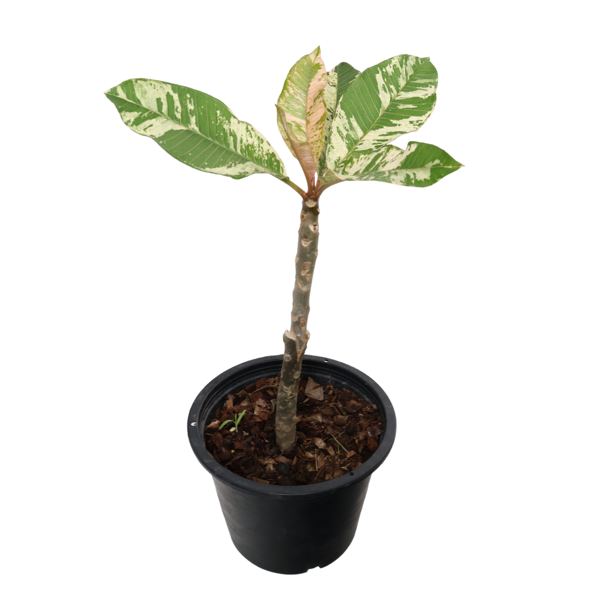 Plumeria Variegated