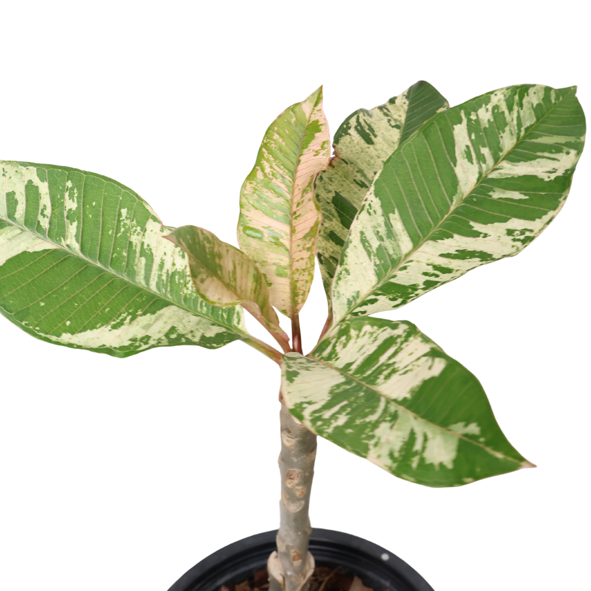 Frangipani Variegated (Plumeria Variegated)